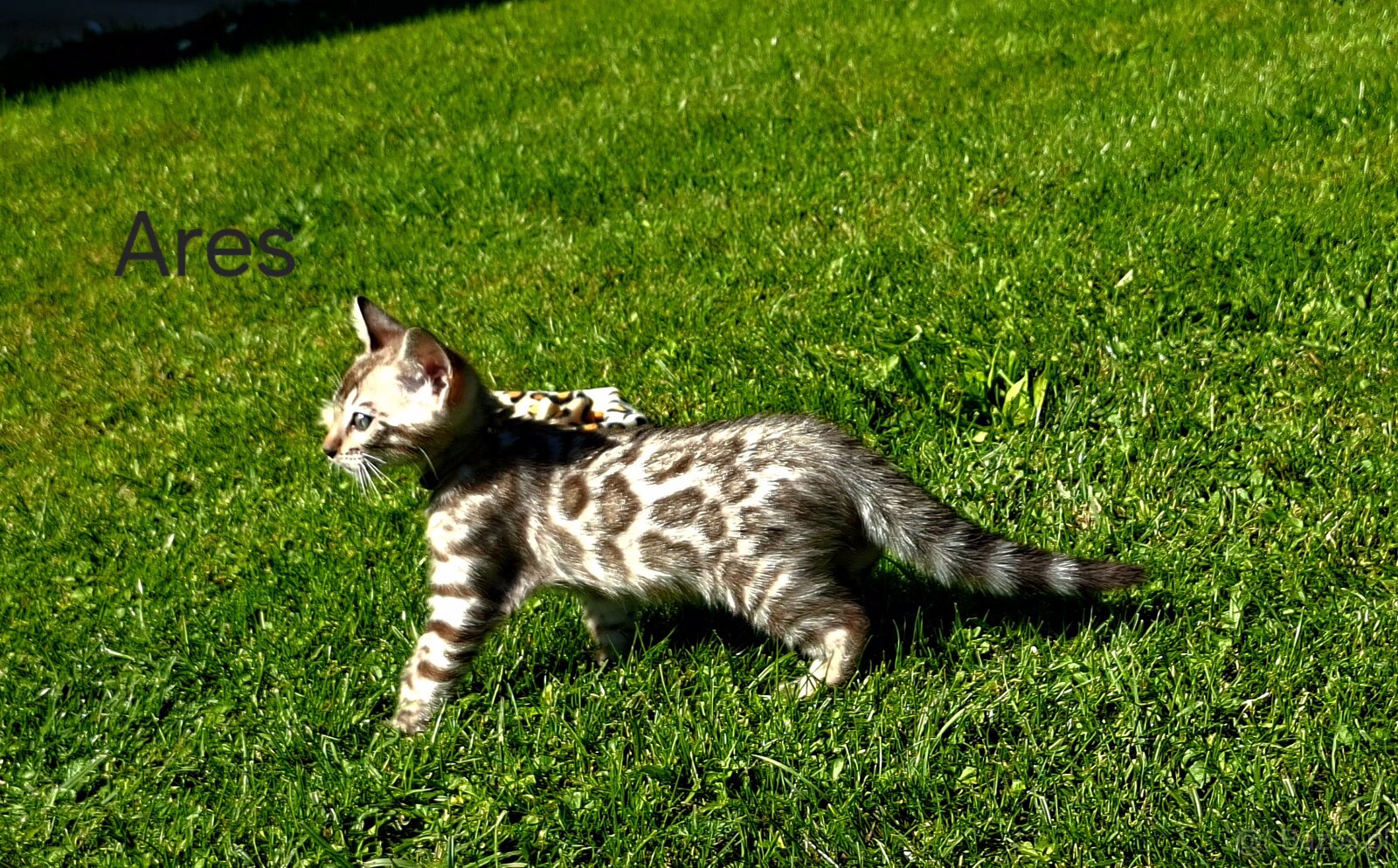 OUR BENGAL KITTENS WITH PEDIGREE CERTIFICATES - 2