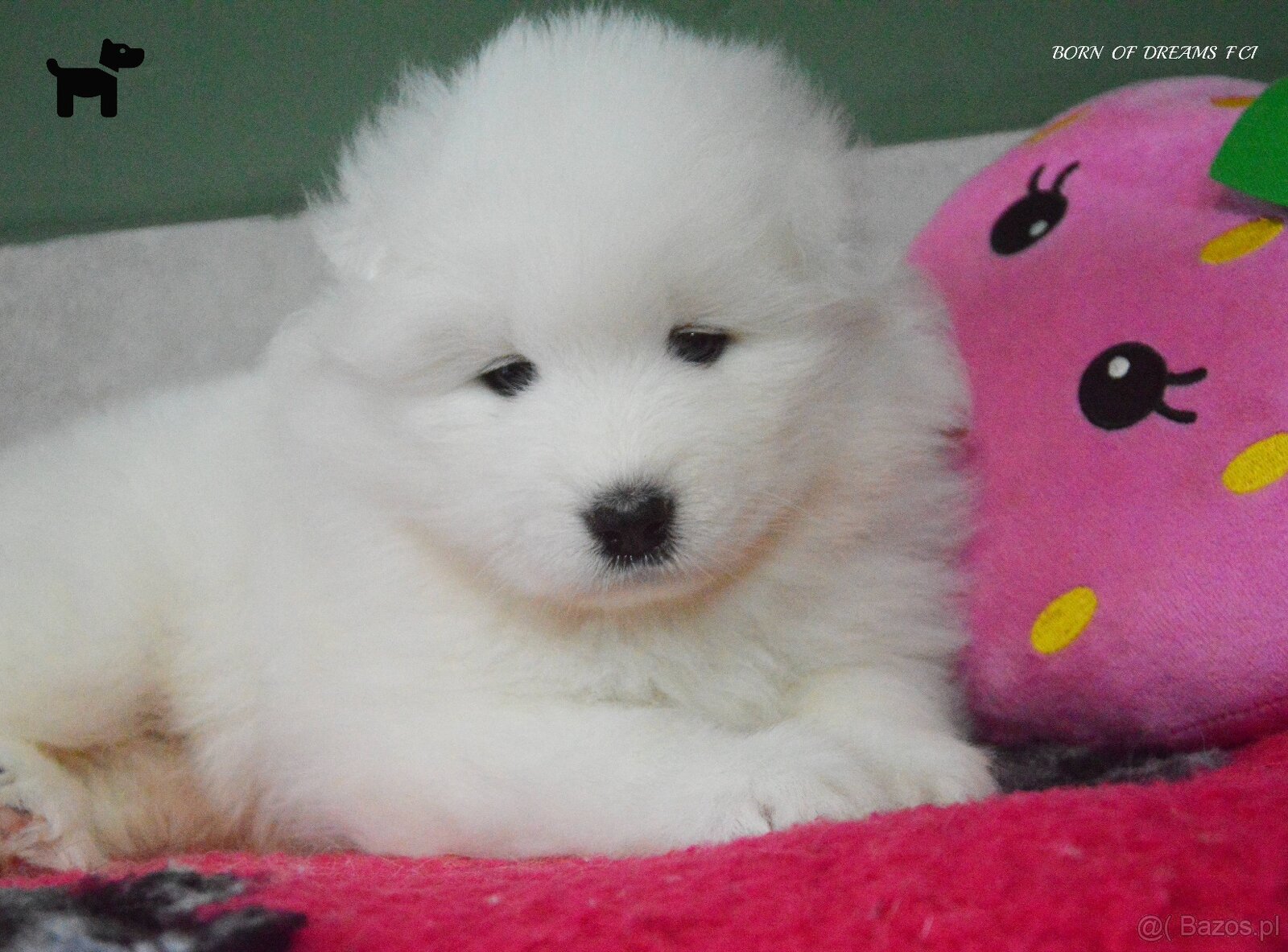 SAMOYED SZCZENIĘTA ZKwP/FCI - 2