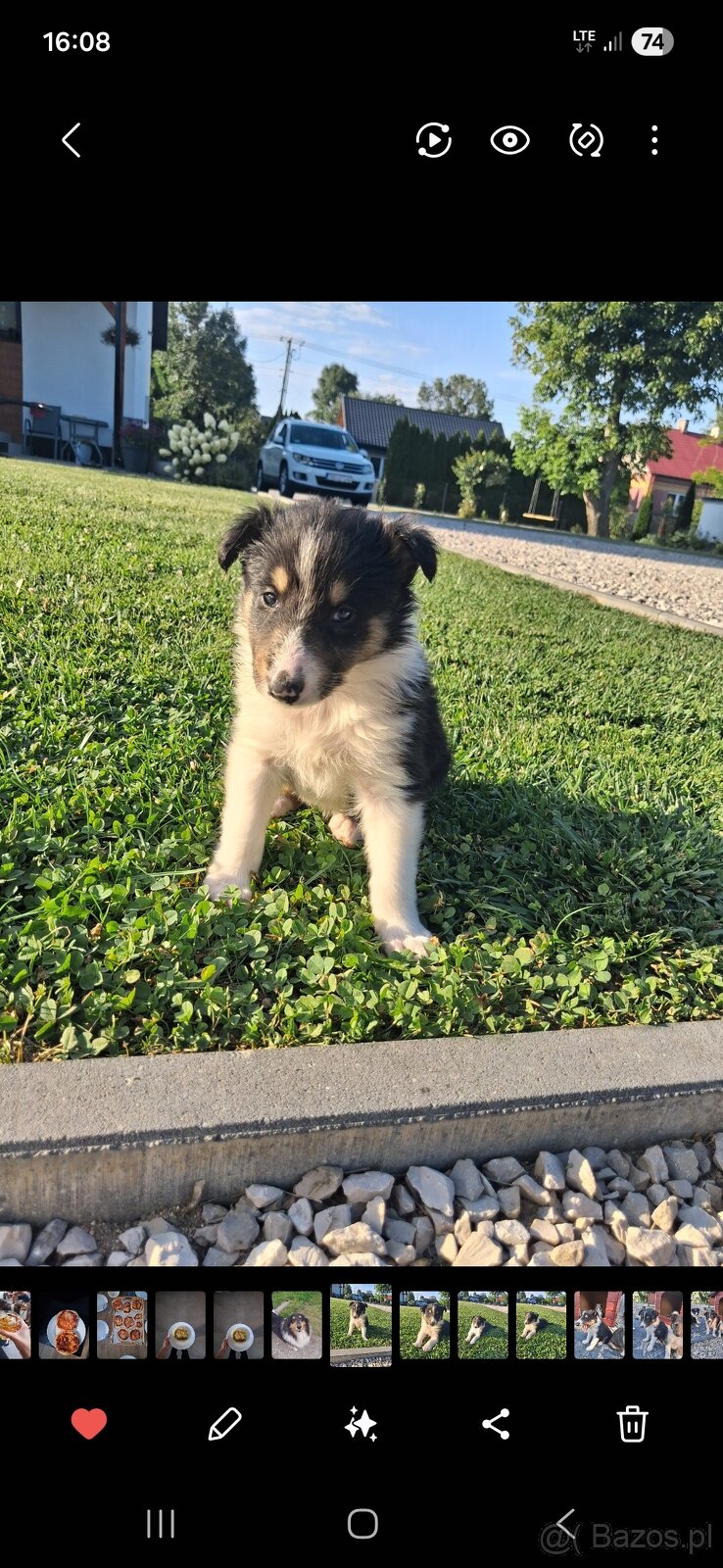 Owczarek Szkocki Collie - 2