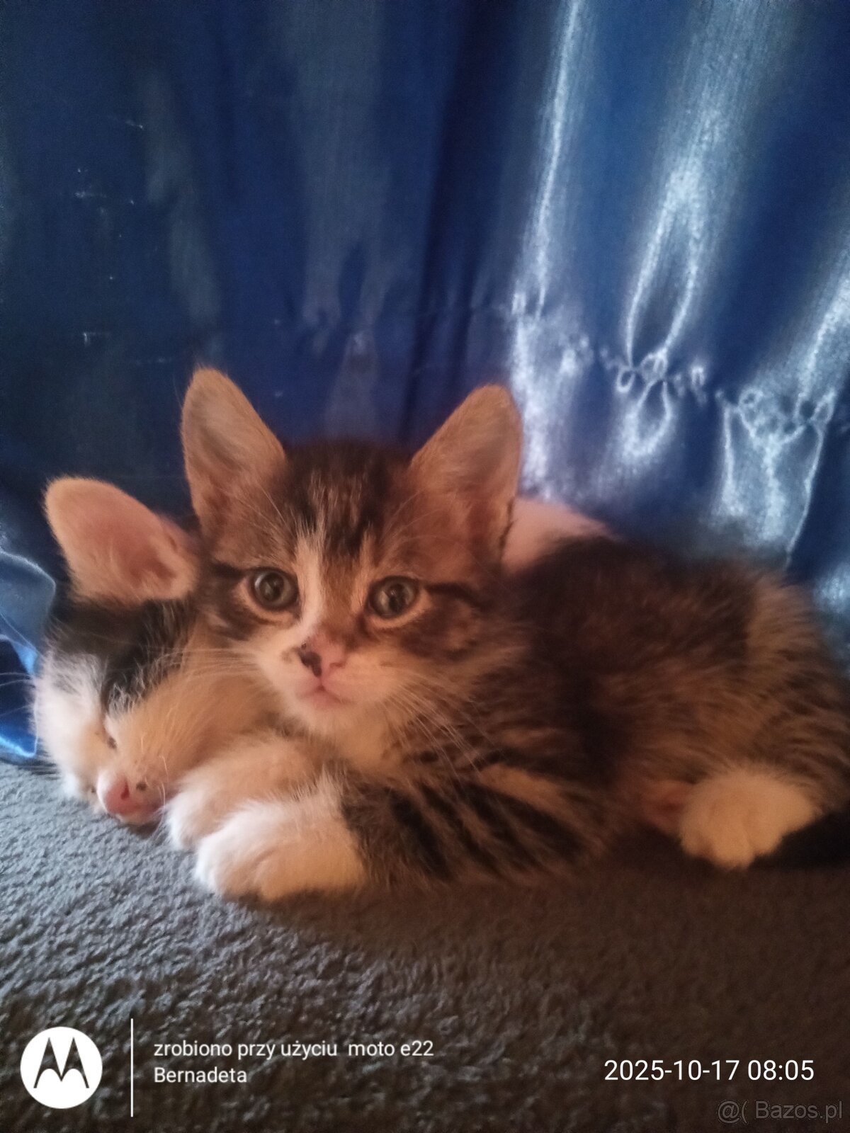 Oddam kotki do adopcji - 2