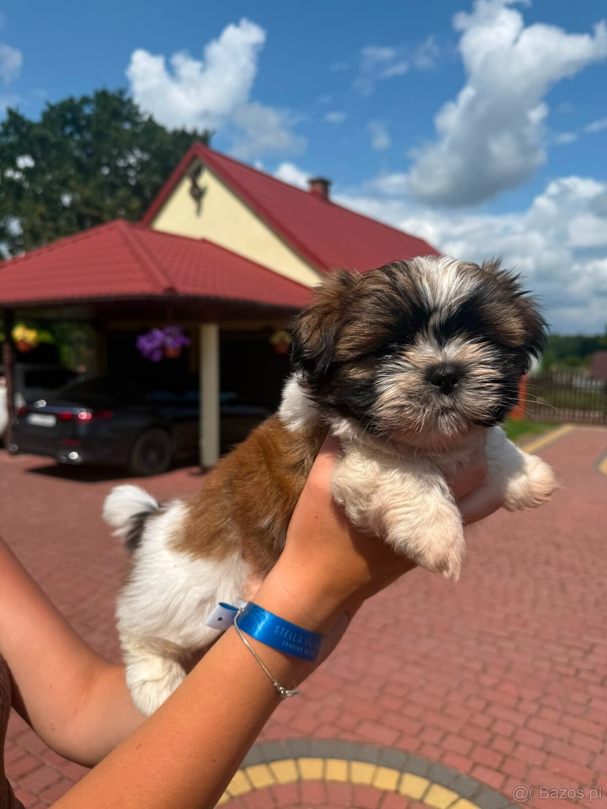 Chanel szuka nowego domu ❤️ - 2