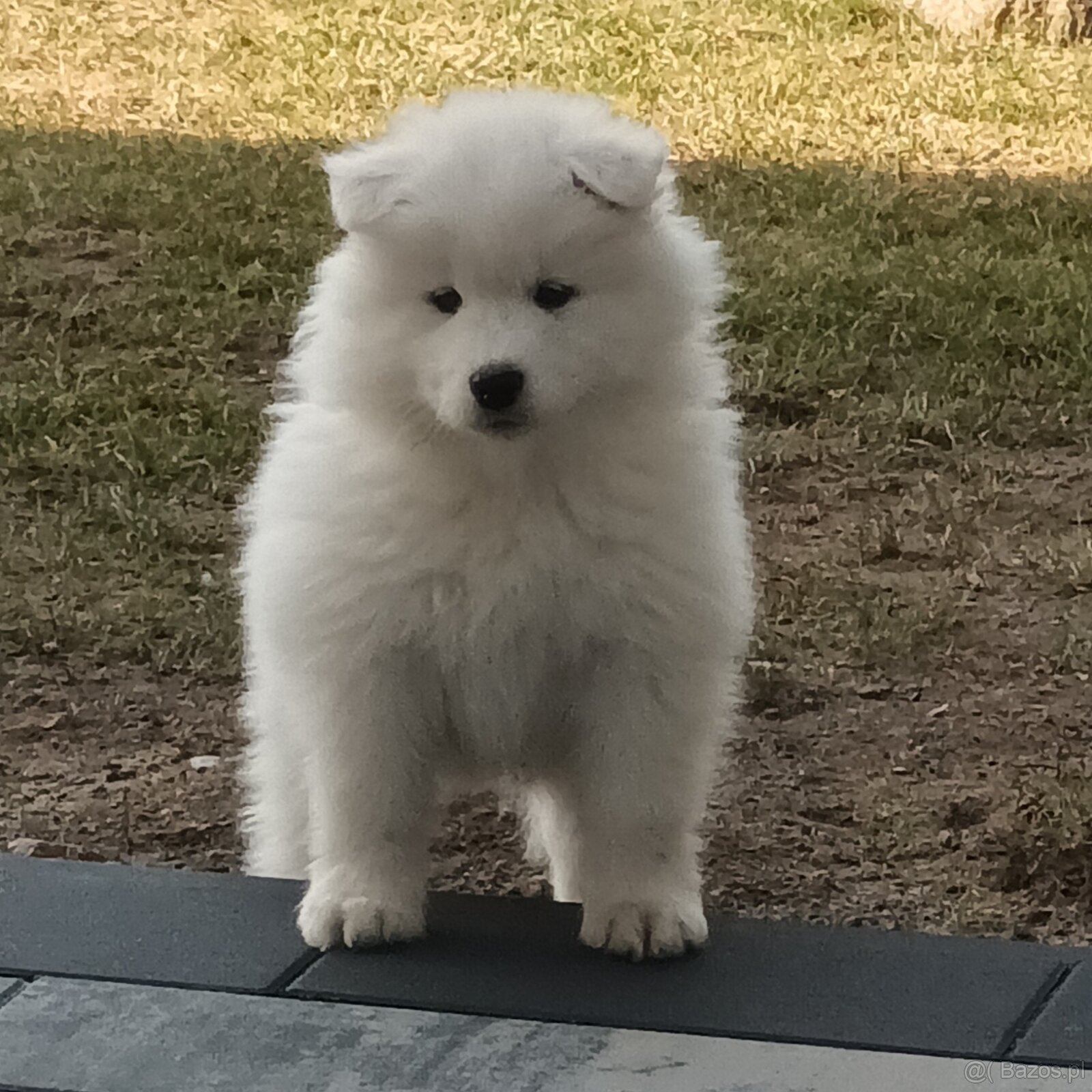 SAMOJED szczenięta - 2