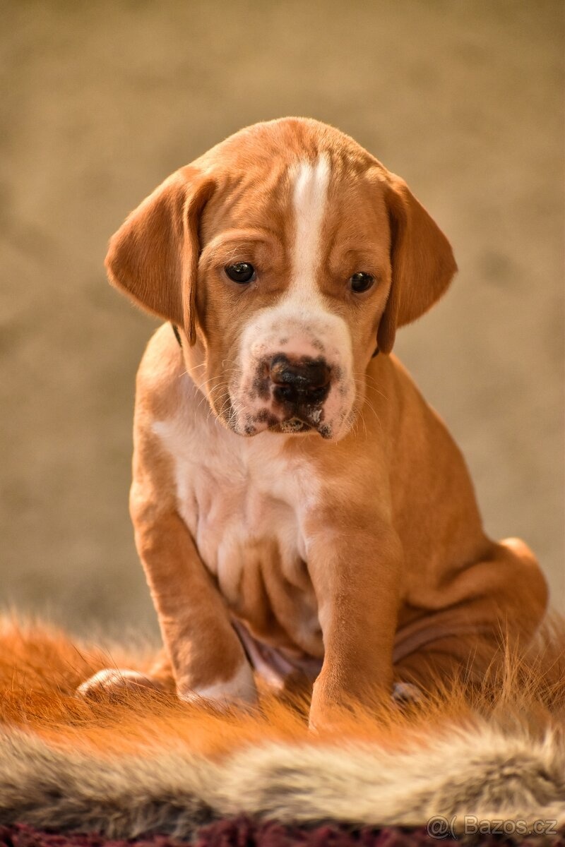 Pointer / English pointer - 2