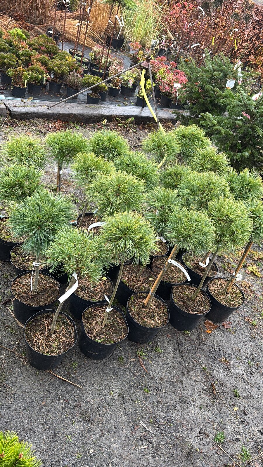 Sosny Świerki c5 /c7,5 hurt - 2