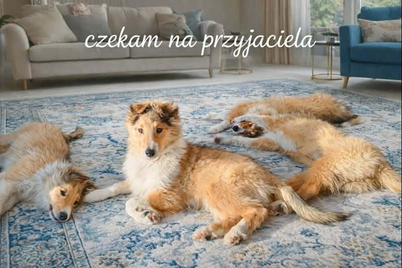 Owczarek szkocki - 2