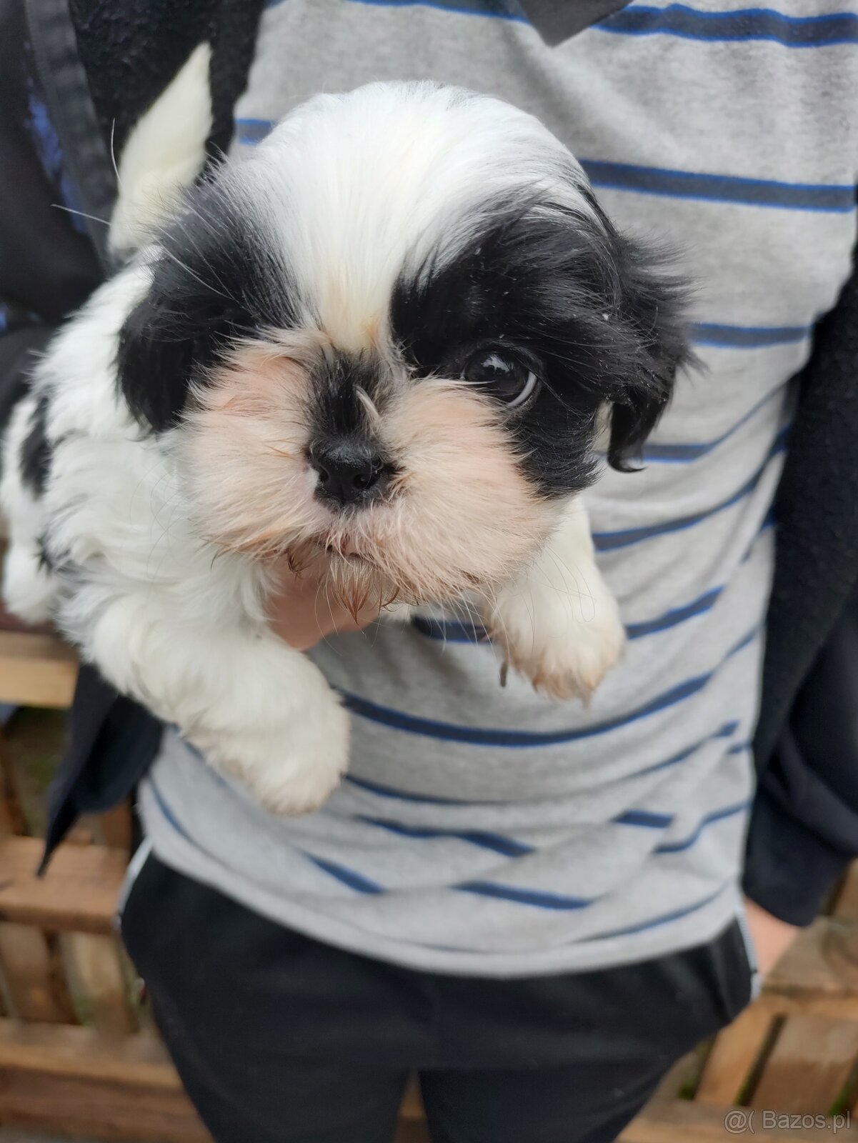 Suczka Shih-tzu - 2