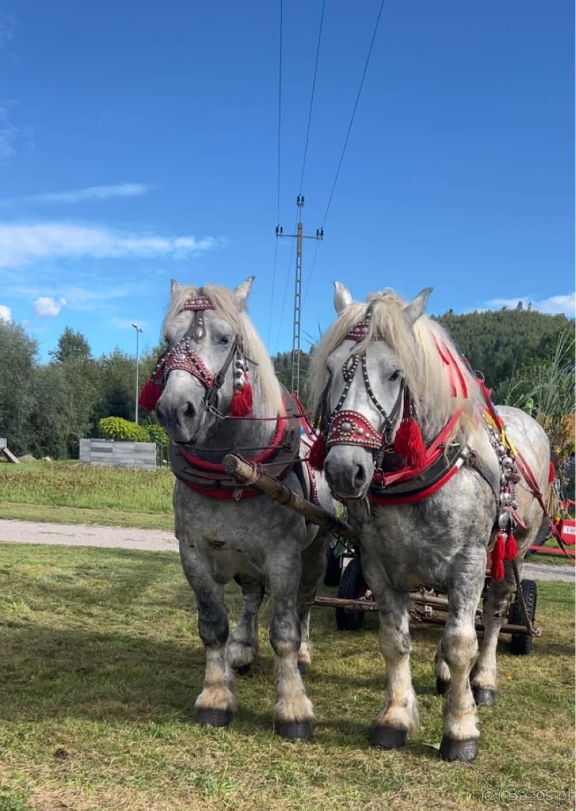 Para pięknych ogierów - 2