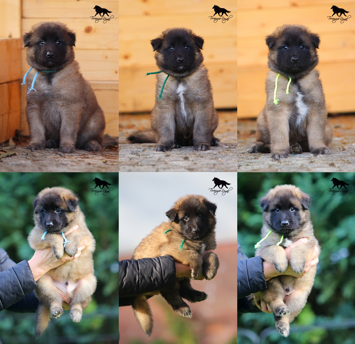 Owczarek belgijski Tervueren - szczenięta z rodowodem - 2