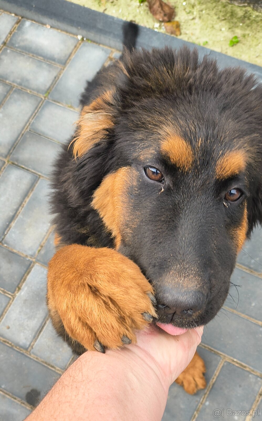 Oddam sunie w typie owczarka niemieckiego - 2