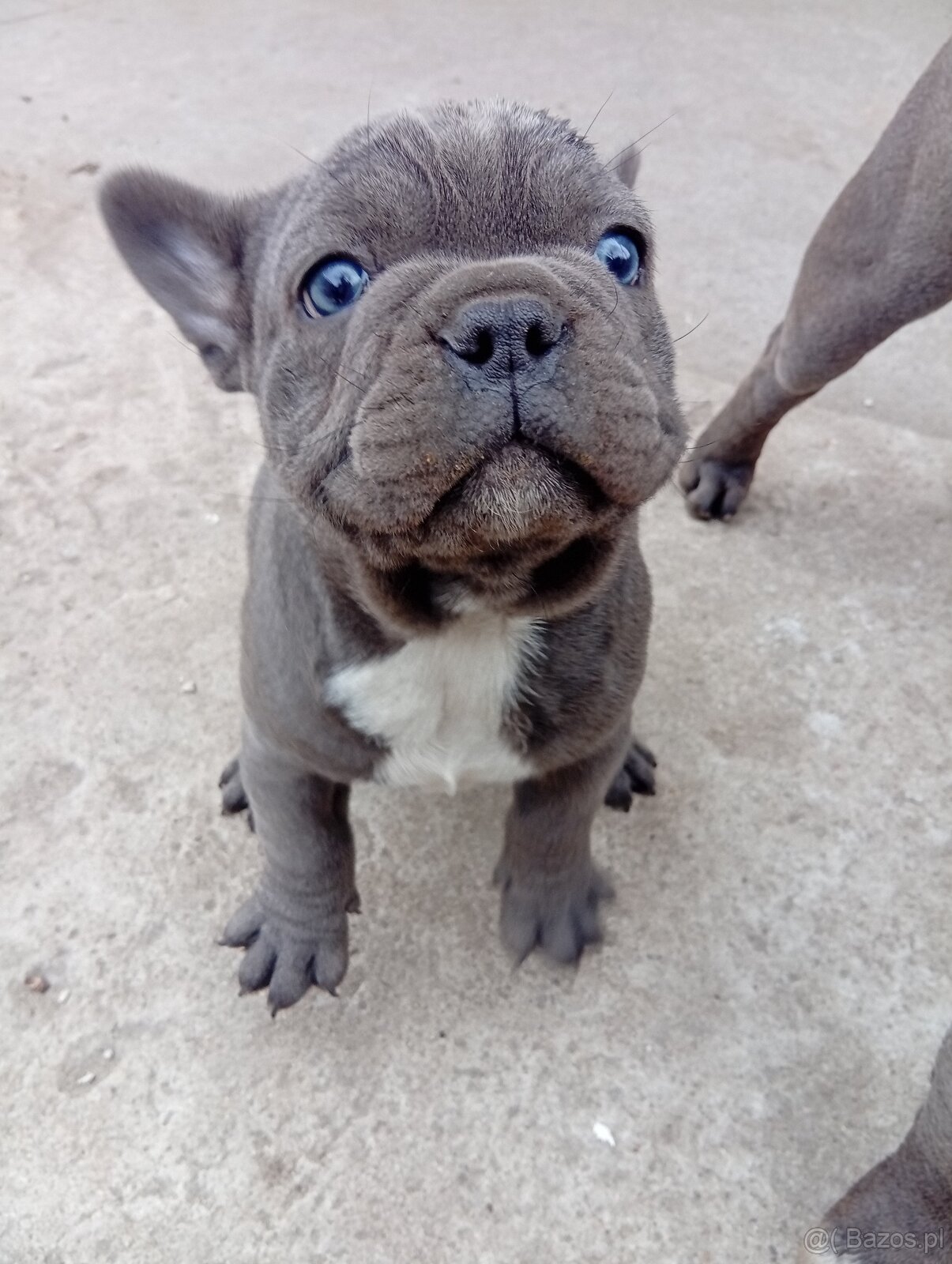 Buldog francuski - 2