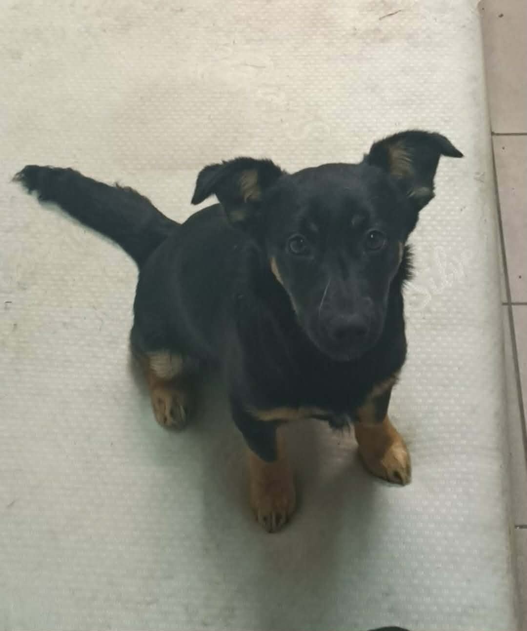 Szukamy dobrych domkow - 2