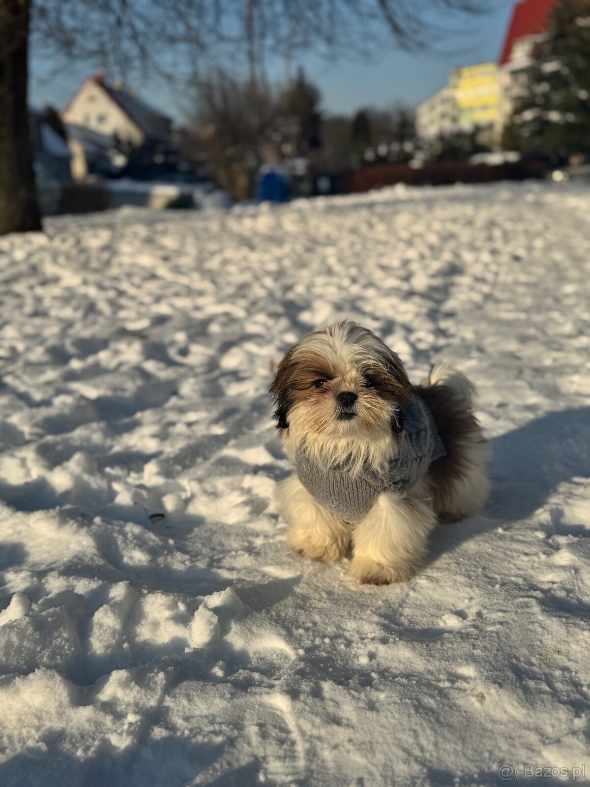 Shih tzu - 2