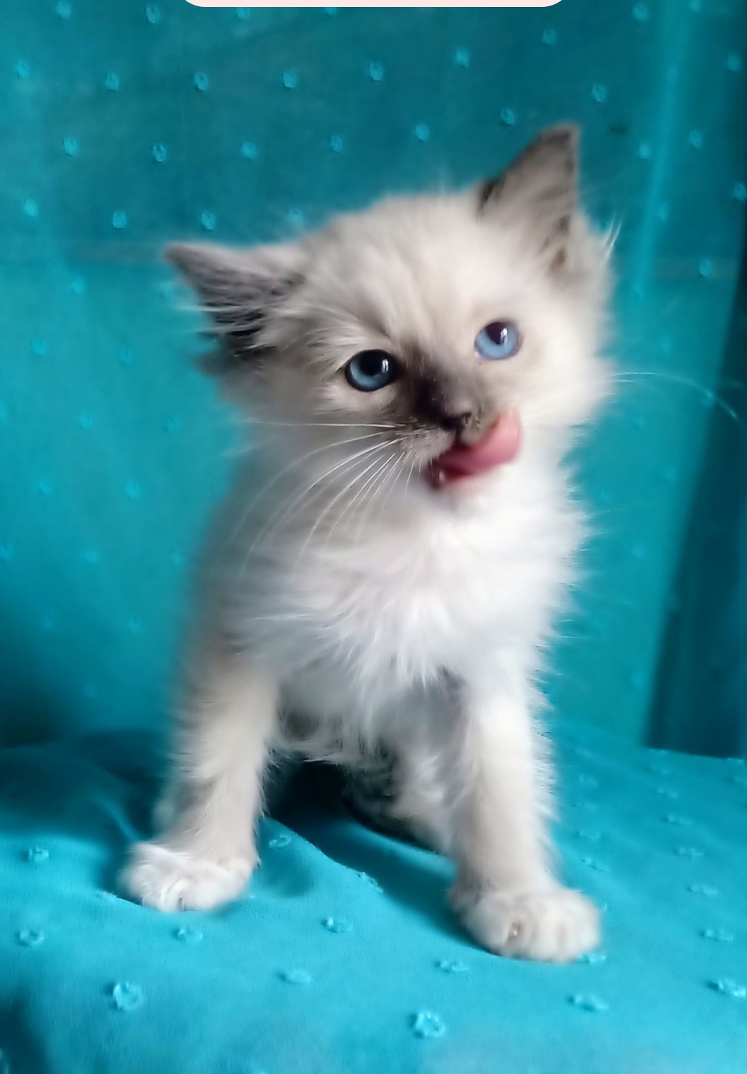 Piękny kocurek Ragdoll z rodowodem i wyprawką - 2