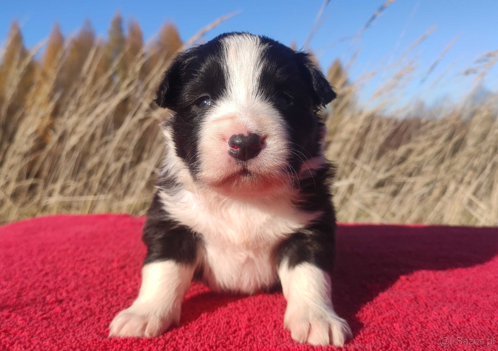 Rasowa suczka BORDER COLLIE z Hodowli - pełną dok. - 2