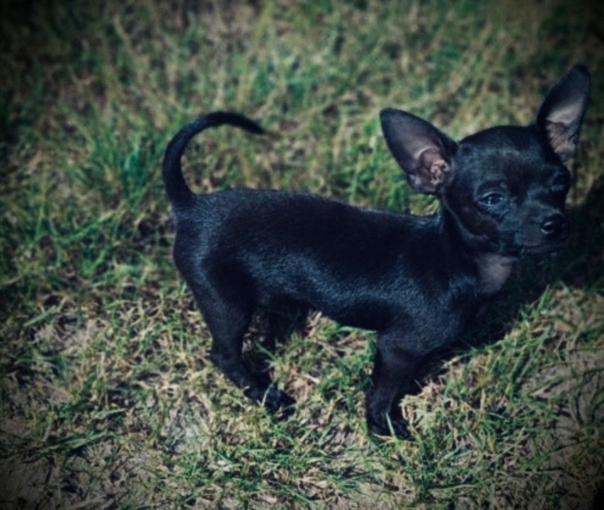 Chihuahua odchowany piesek - 2