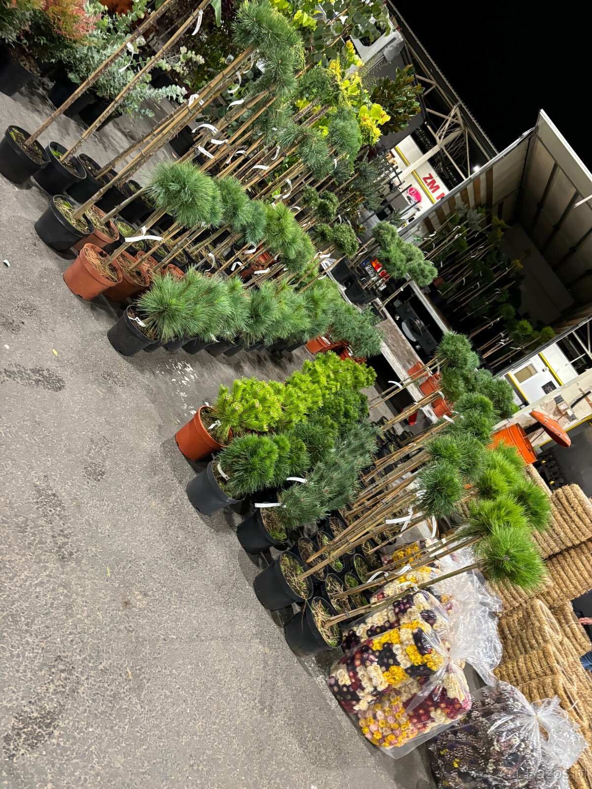 Sosny Świerki hurt - 2