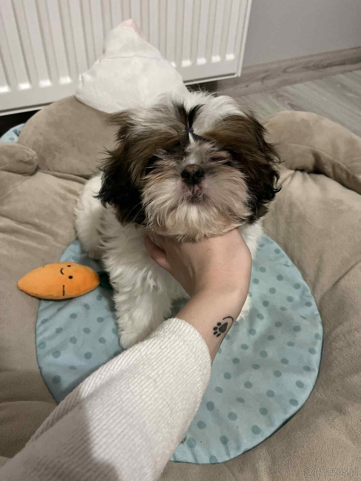 Piesek Shih Tzu - 2
