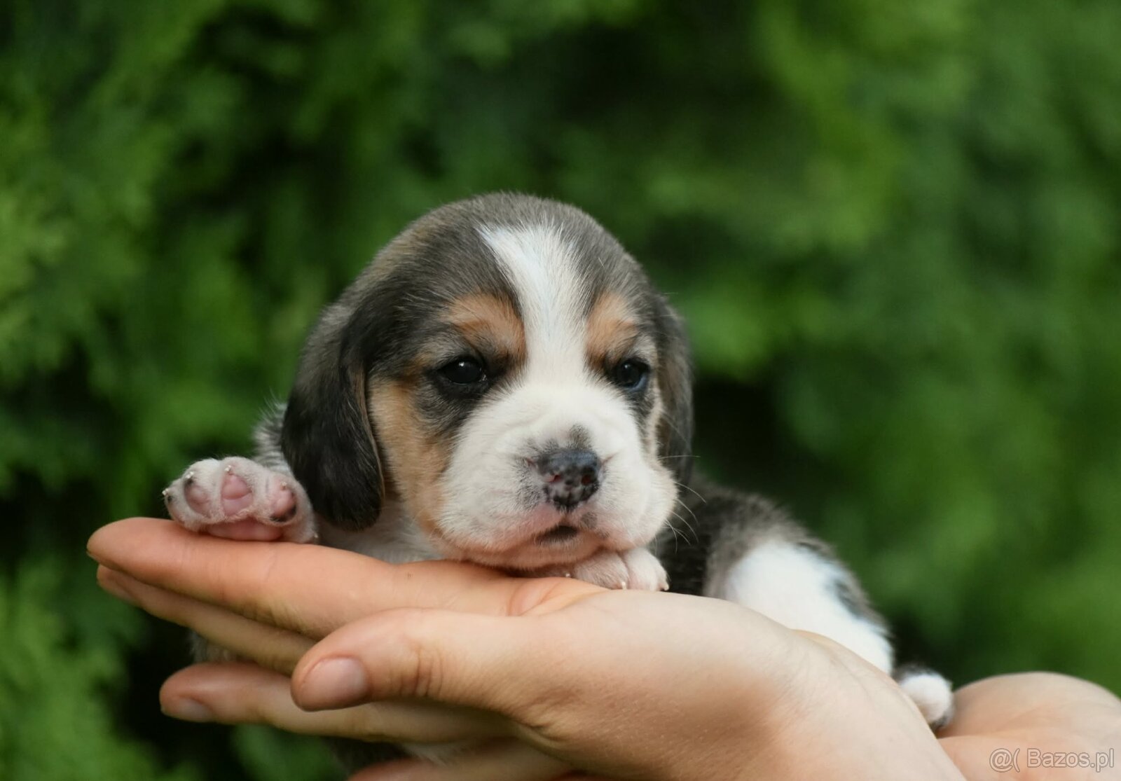 Beagle s PP (FCI) - 2