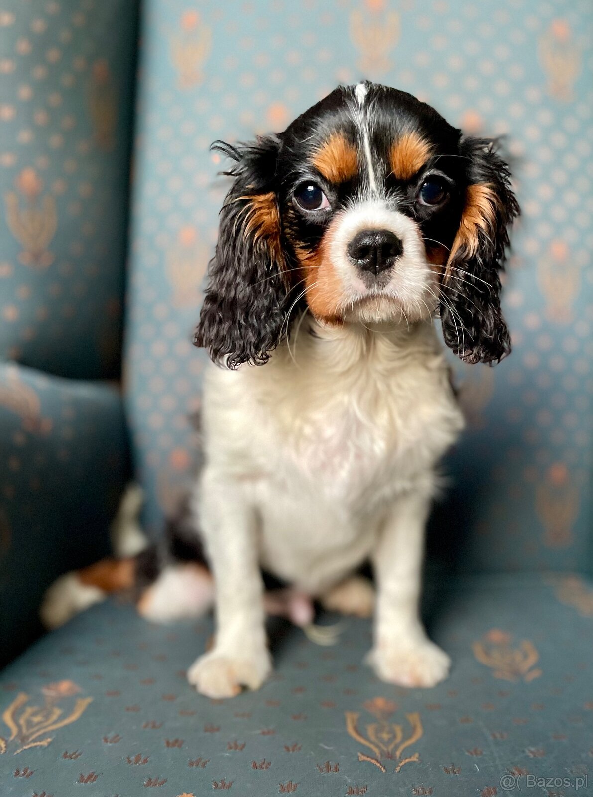 Cavalier King charles spaniel - 2