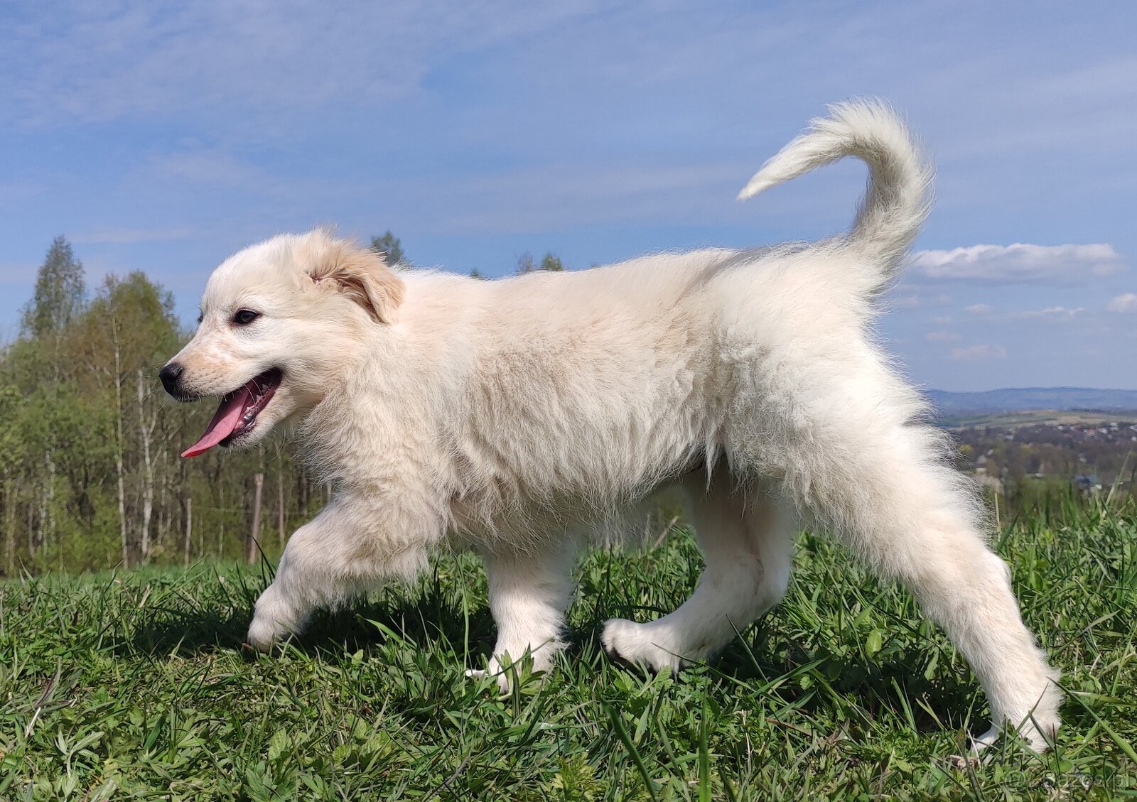Rasowa suczka XJA ee-red Border Collie z pełną dok. przebada - 2