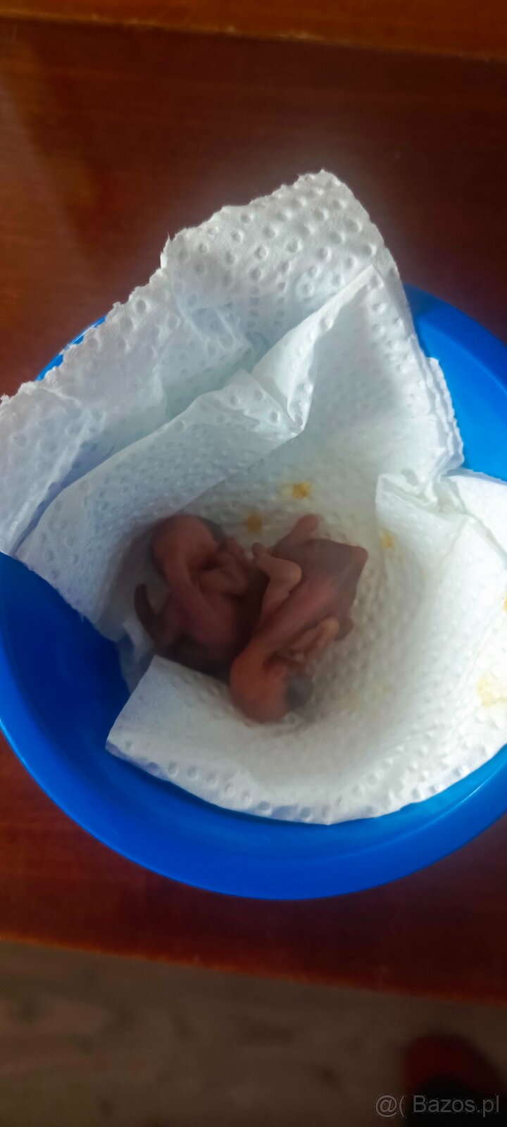 Kitta Czerwonodzioba - 2