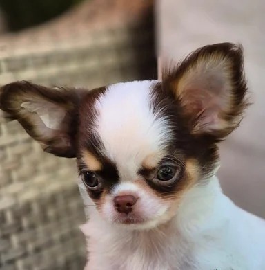 Piękne szczenięta Chihuahua - 2