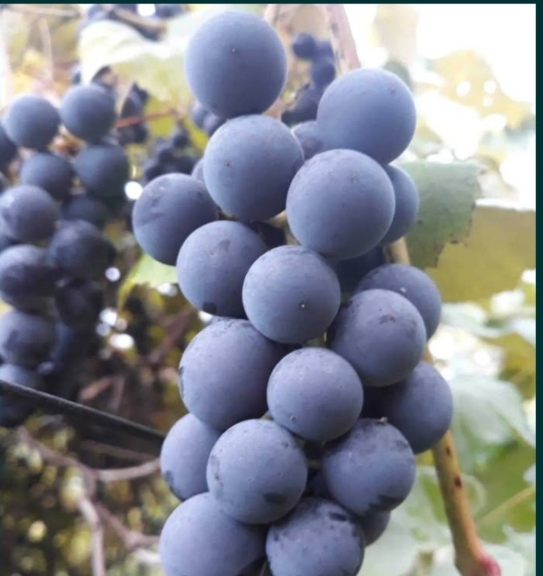 Winogrono ciemne - 2