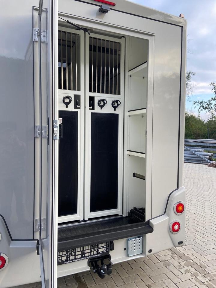 Renault Master – Transporter koni 1–2 konie | 2024 - 20