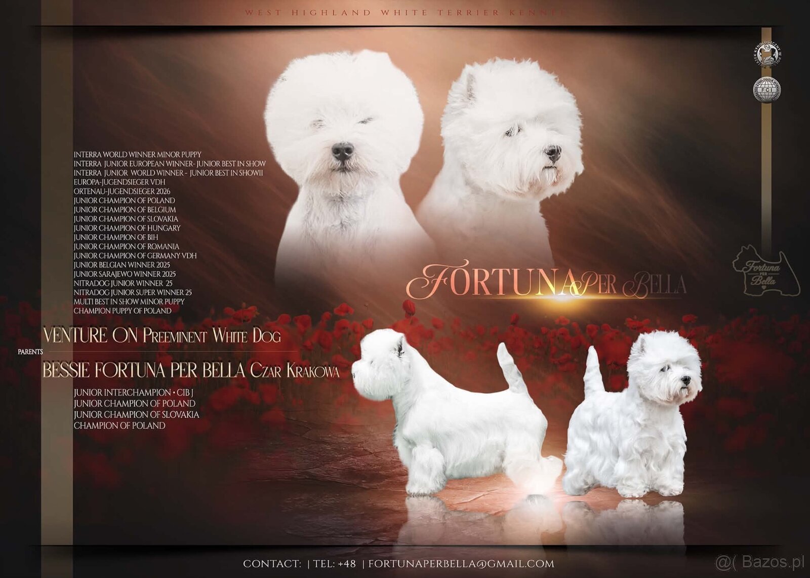 West Highland White terrier - 20