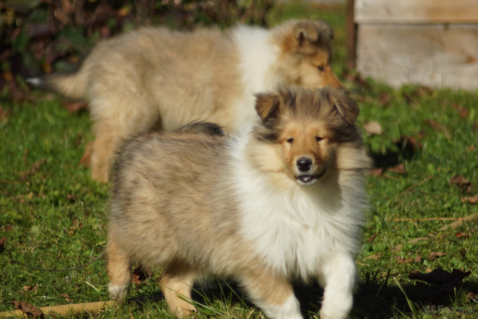 OWCZAREK SZKOCKI DŁUGOWŁOSY SUCZKA - 20