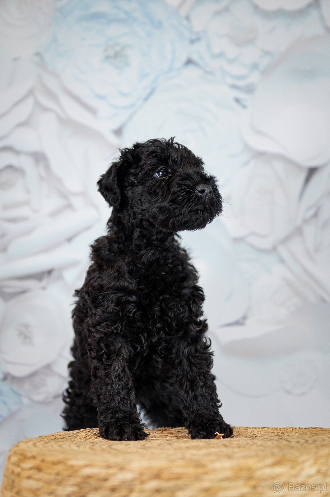 Szczeniak Kerry Blue Terrier - 20