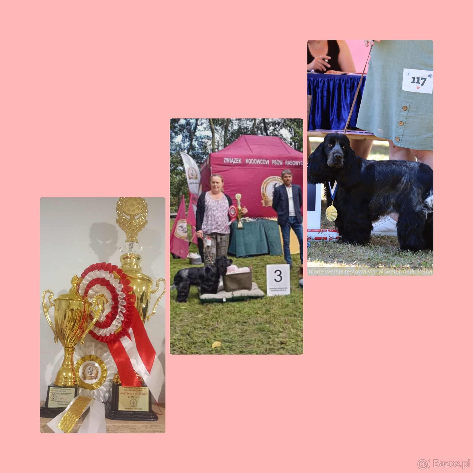 Cocker spaniel angielski - 20