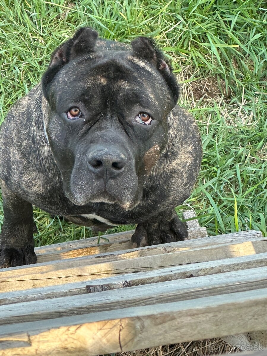 Szczeniaki Bandogi s rodokmenom VIP BANDOG KENNELS - 20