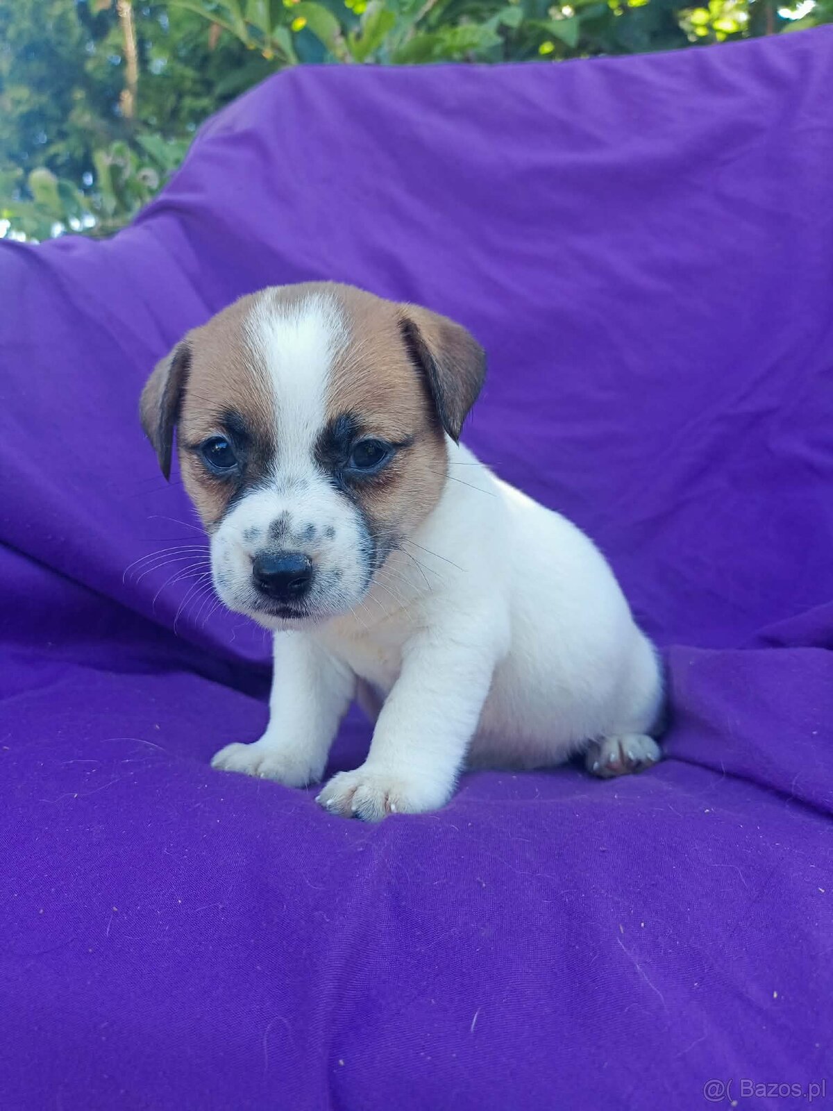 Jack Russell terrier JRT rodzice FCI - 20