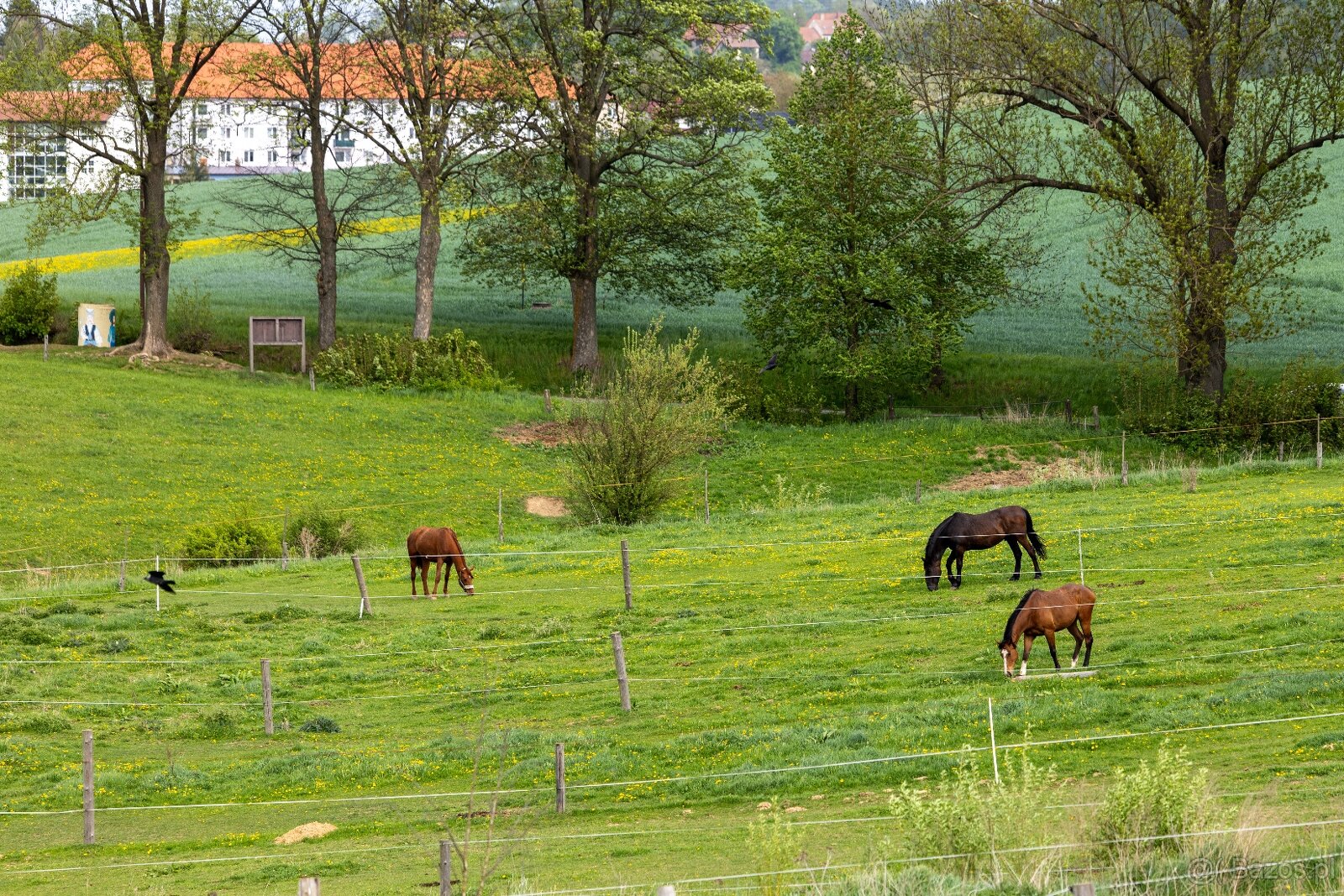 stajnie dla koni, źrebiąt i emerytów - 20