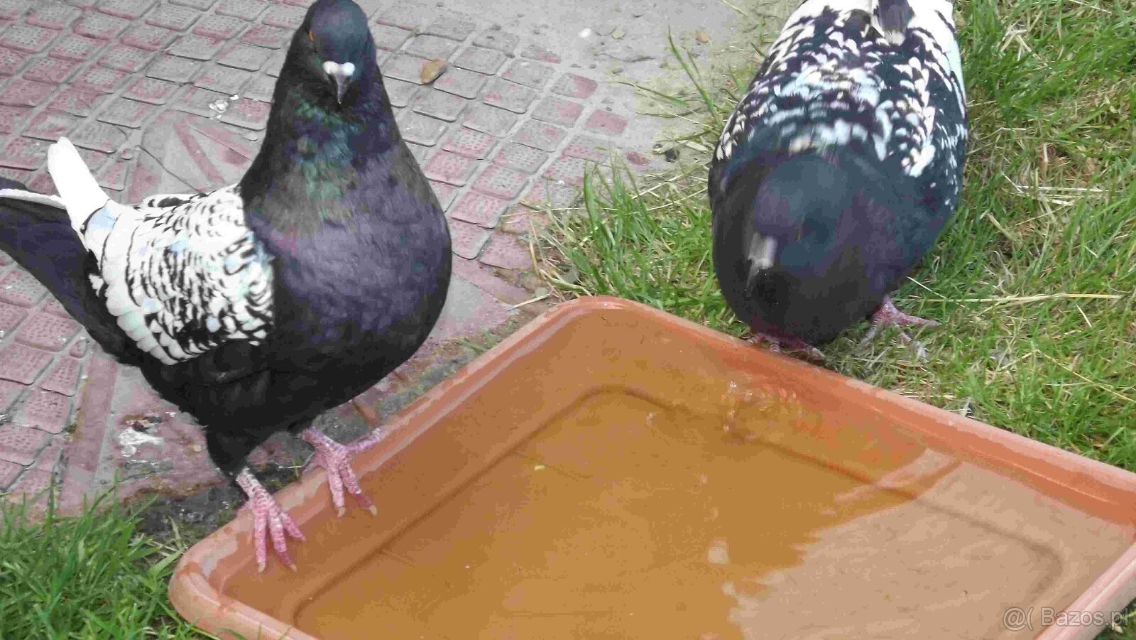 sprzedam gołębie - 20