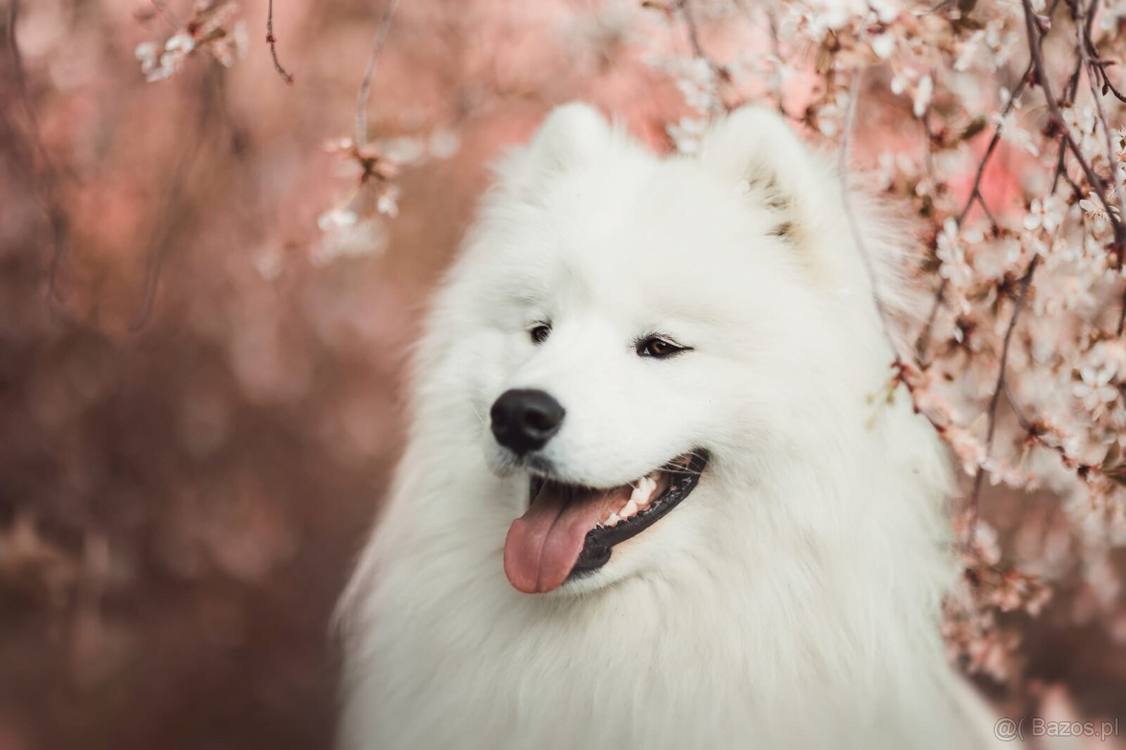 Samojed z FCI/PP – urodzone szczenięta z wyjątkowego skojarz - 20