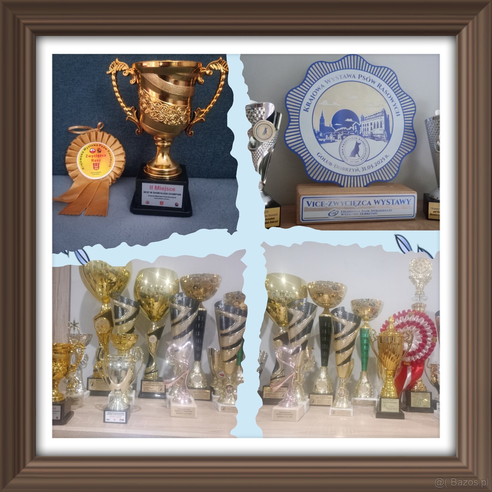 Cocker spaniel angielski - 20