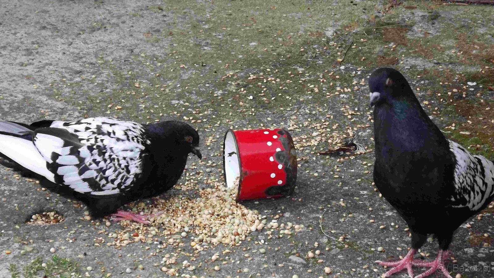 sprzedam gołębie - 20