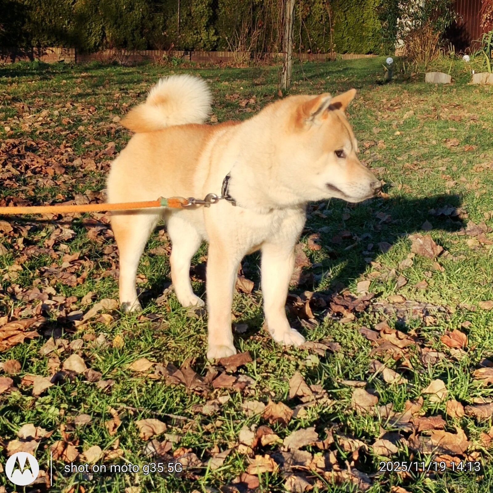 Shiba Inu czerwony sympatyczny piesek - 20