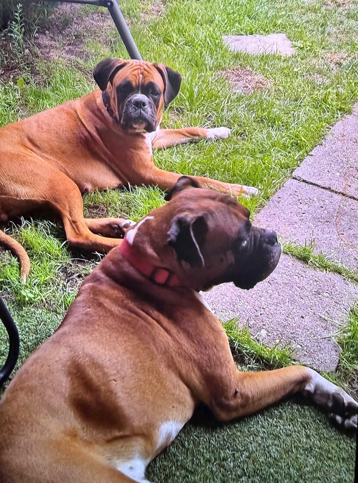 Bokser szczeniaki - 20