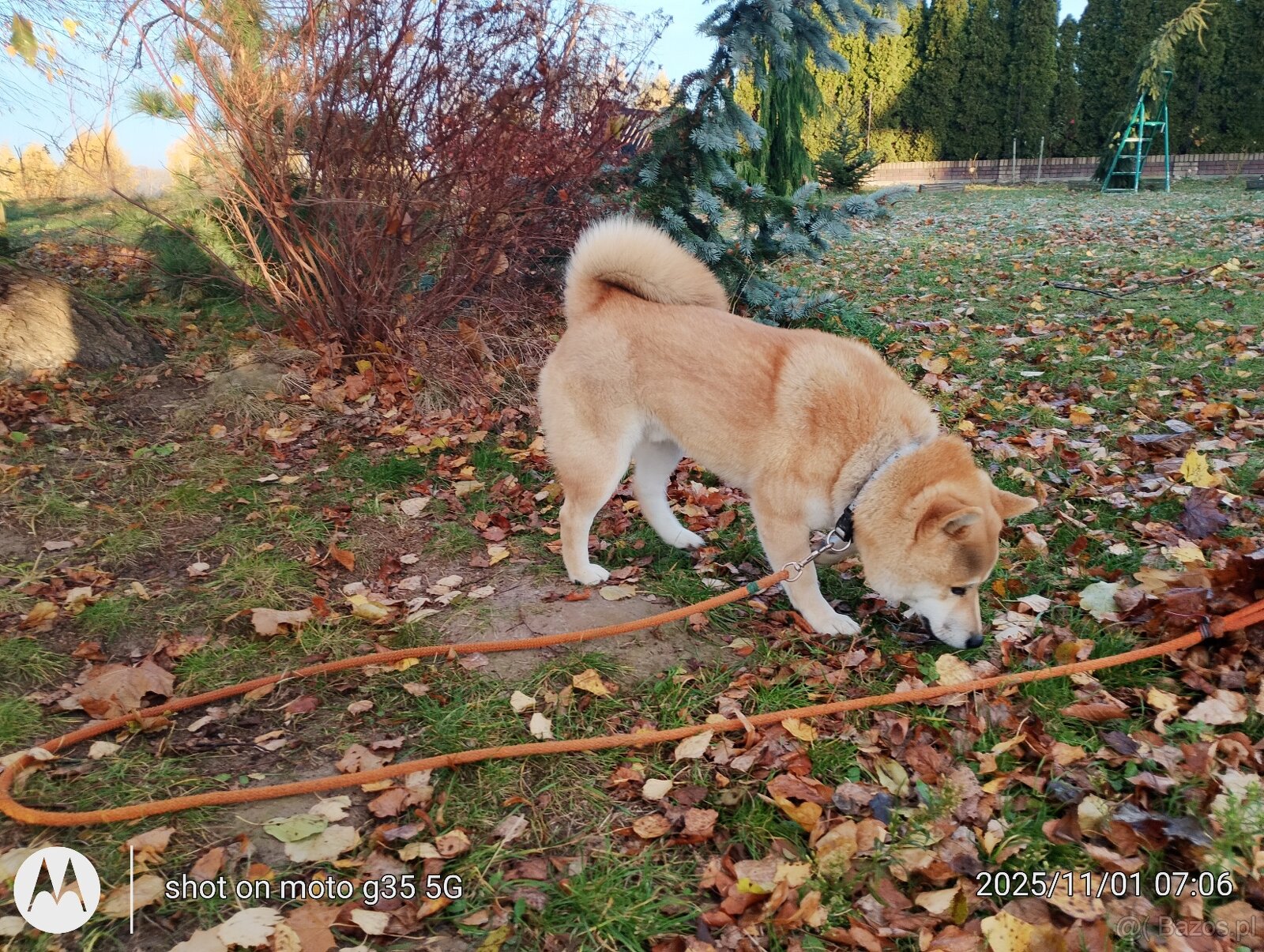 Shiba Inu, czerwony piesek - 20