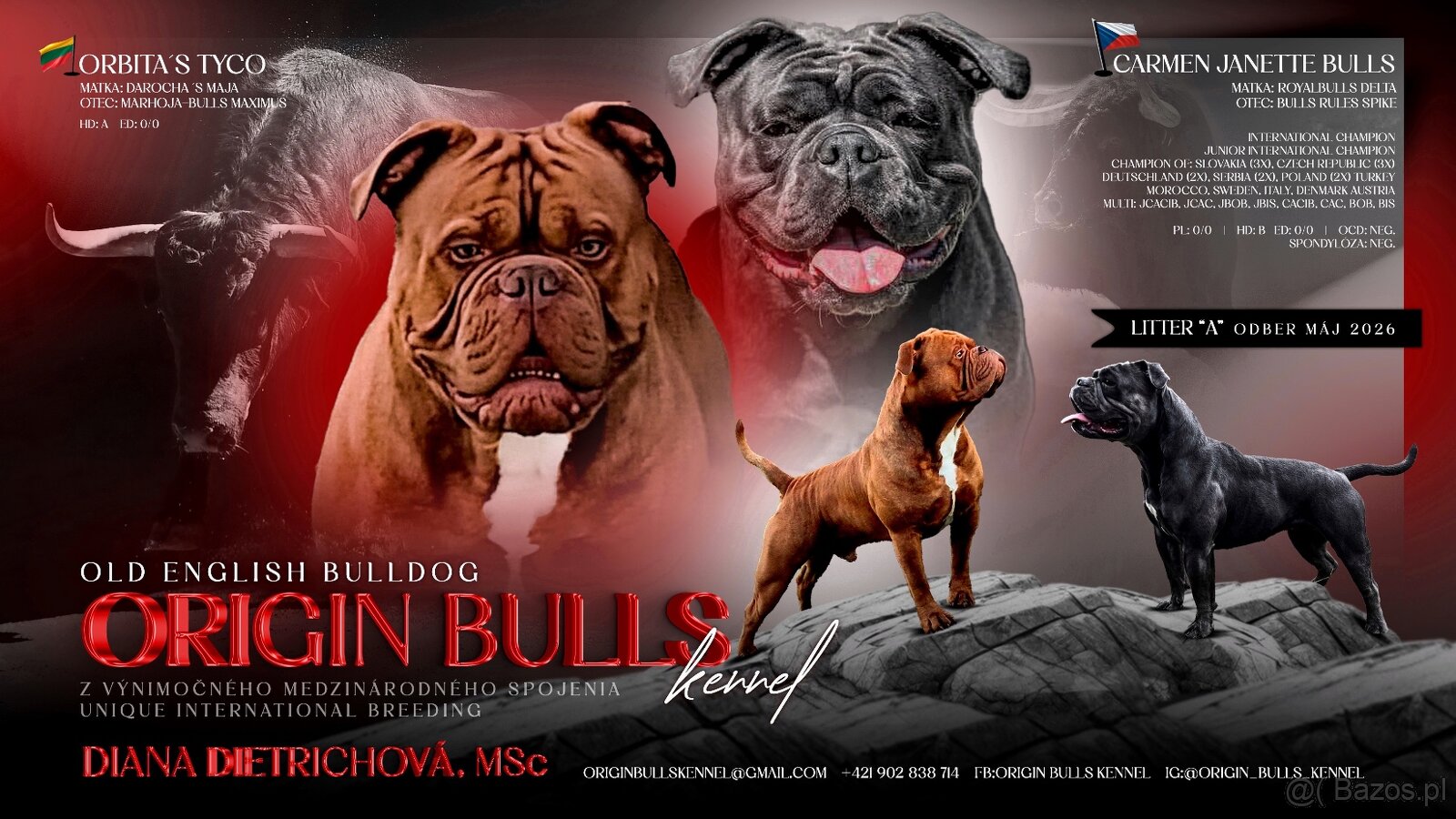 Buldog Staroangielsky - Old English Bulldog - 20
