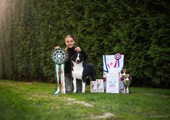 Szczenięta Karelski pies na niedźwiedzie z rodowodem FCI - 20