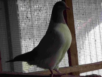 sprzedam gołębie - 20