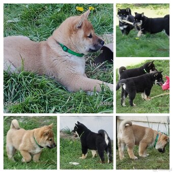 Shiba Inu + Nowy miot + Rezerwacja szczeniąt - 20