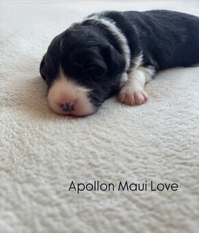 Border Collie z PP /FCI/ szczenięta - 20