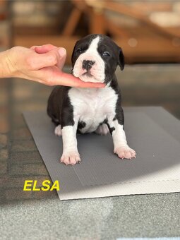 Amstaff - 20