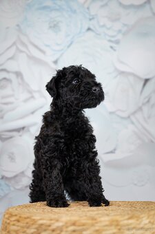 Szczeniak Kerry Blue Terrier - 20