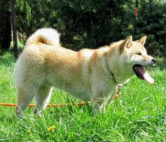 Shiba Inu, dwoje ośmiomiesięcznych szczeniąt - 20